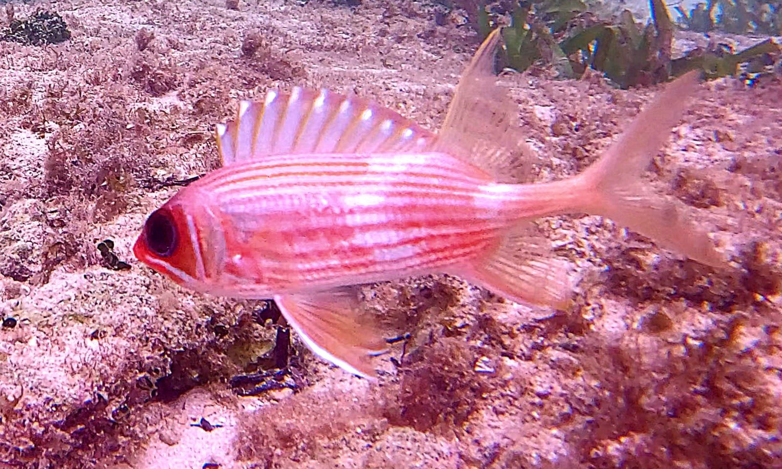 Squirrelfish in West Bay Roatan